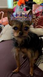 Lost Female Dog last seen FENWOOD DRIVE & WINSLOW AVENUE  BEHIND POPEYES ON NOTTINGHAM WAY, Hamilton Township, NJ 08619