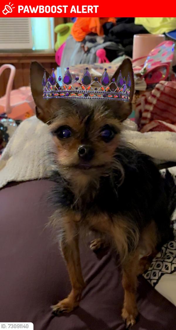 Lost Female Dog last seen FENWOOD DRIVE & WINSLOW AVENUE  BEHIND POPEYES ON NOTTINGHAM WAY, Hamilton Township, NJ 08619