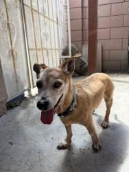 Reunited Male Dog last seen Cagliero and berry dale st. La puente ca, City of Industry, CA 91746