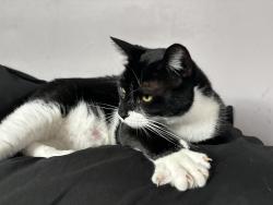 Lost Female Cat last seen Linden street, Scranton, PA 18510
