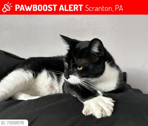 Lost Female Cat last seen Linden street, Scranton, PA 18510