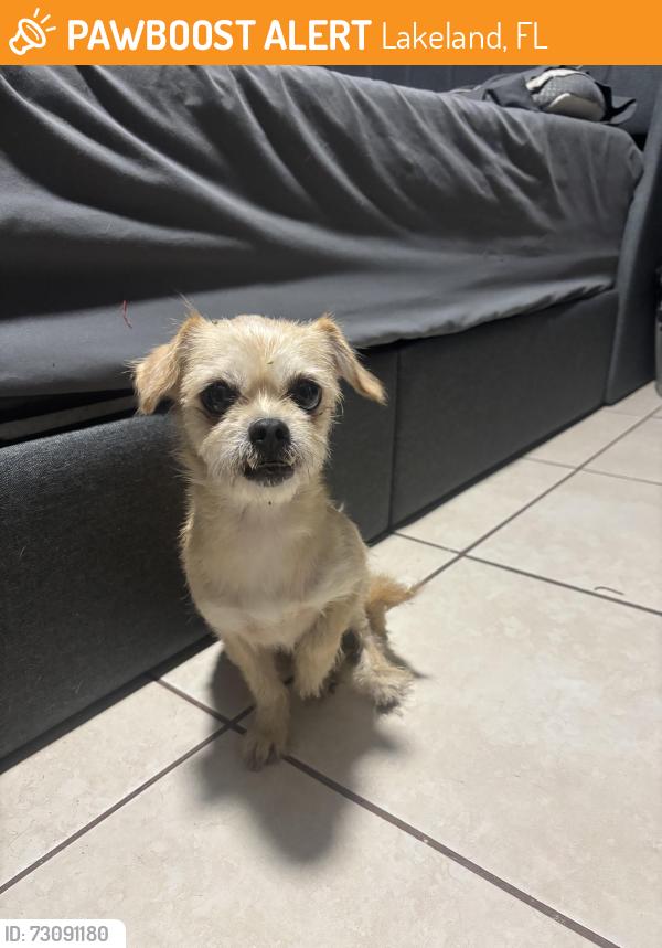 Found/Stray Female Dog last seen Near lowry ave Lakeland fl, Lakeland, FL 33801