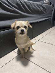 Found/Stray Female Dog last seen Near lowry ave Lakeland fl, Lakeland, FL 33801