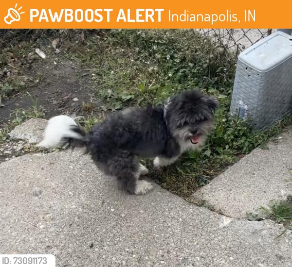 Found/Stray Male Dog last seen Emerson court Dr Indianapolis Indiana, Indianapolis, IN 46218