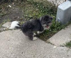 Found/Stray Male Dog last seen Emerson court Dr Indianapolis Indiana, Indianapolis, IN 46218