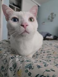 Lost Male Cat last seen Dunca. Dr,, Tracy, CA 95376