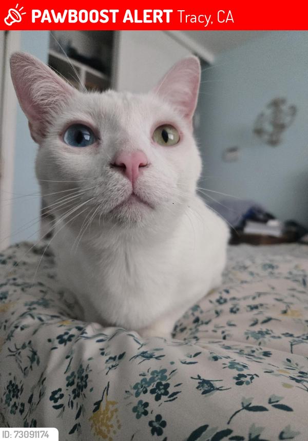 Lost Male Cat last seen Dunca. Dr,, Tracy, CA 95376