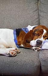Lost Male Dog last seen Meto richmond zoo, Chesterfield, VA 23838