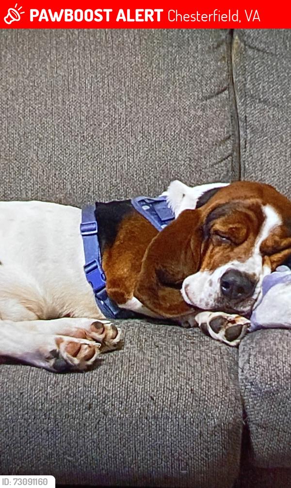 Lost Male Dog last seen Meto richmond zoo, Chesterfield, VA 23838