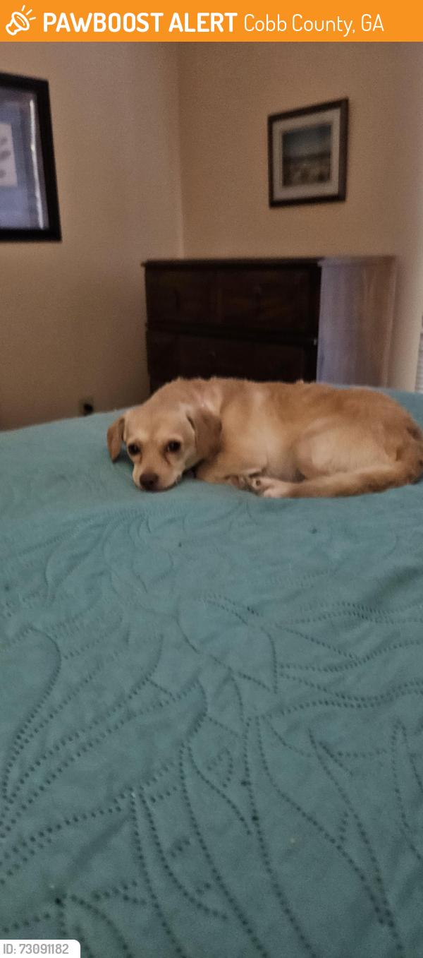 Found/Stray Female Dog last seen Roswell road, Cobb County, GA 30008