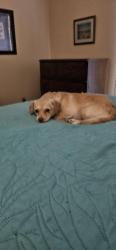 Found/Stray Female Dog last seen Roswell road, Cobb County, GA 30008