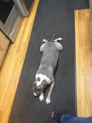 Lost Female Dog last seen Near delmar rd Indianapolis Indiana, Indianapolis, IN 46220