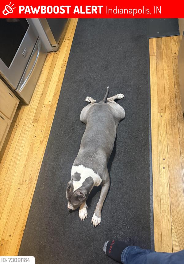 Lost Female Dog last seen Near delmar rd Indianapolis Indiana, Indianapolis, IN 46220