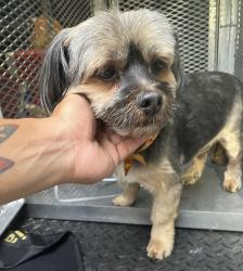 Reunited Male Dog last seen Crooks near Trenton Ave Clifton /Pat border , Clifton, NJ 07503