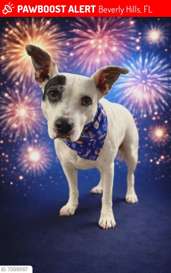 Lost Female Dog last seen Regina Blvd. Beverly Hills, FL 34465, Beverly Hills, FL 34465
