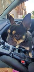 Found/Stray Female Dog last seen Tracewood Bend and Bonneville Rd, Aubrey, TX 76227