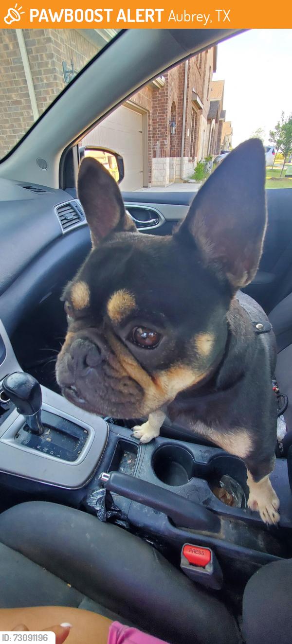 Found/Stray Female Dog last seen Tracewood Bend and Bonneville Rd, Aubrey, TX 76227