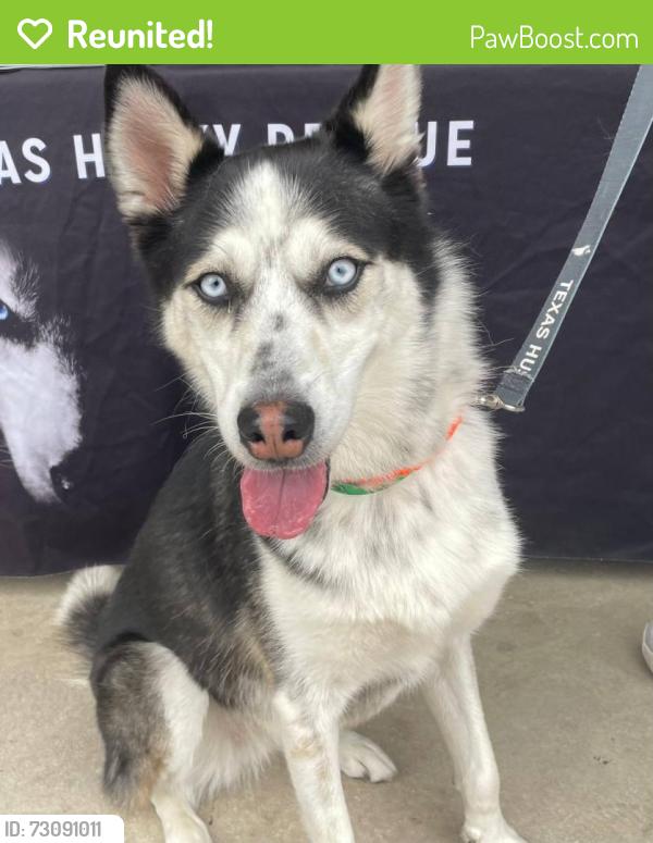 Reunited Female Dog last seen Azalea and Conrad, Venice, FL 34293