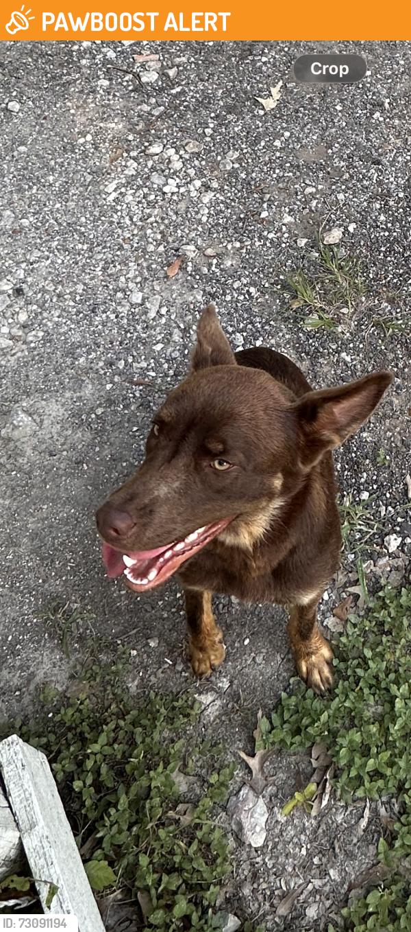 Found/Stray Female Dog last seen Thomas ln and Davidson ln, Northwood Country Estates, TX 77336