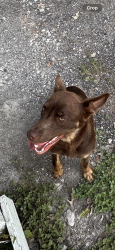 Found/Stray Female Dog last seen Thomas ln and Davidson ln, Northwood Country Estates, TX 77336