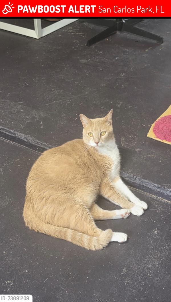 Lost Male Cat last seen San Carlos park, San Carlos Park, FL 33967