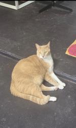Lost Male Cat last seen San Carlos park, San Carlos Park, FL 33967