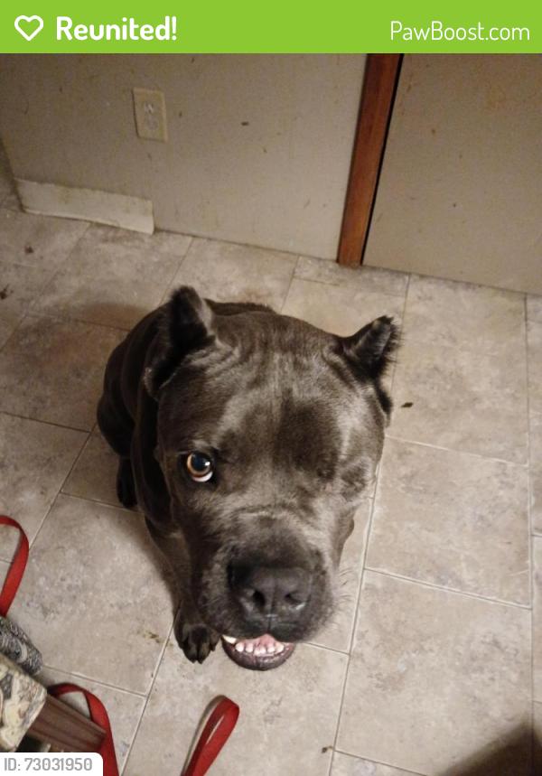 Reunited Male Dog last seen Hazard road wandemere area, Spokane, WA 99208