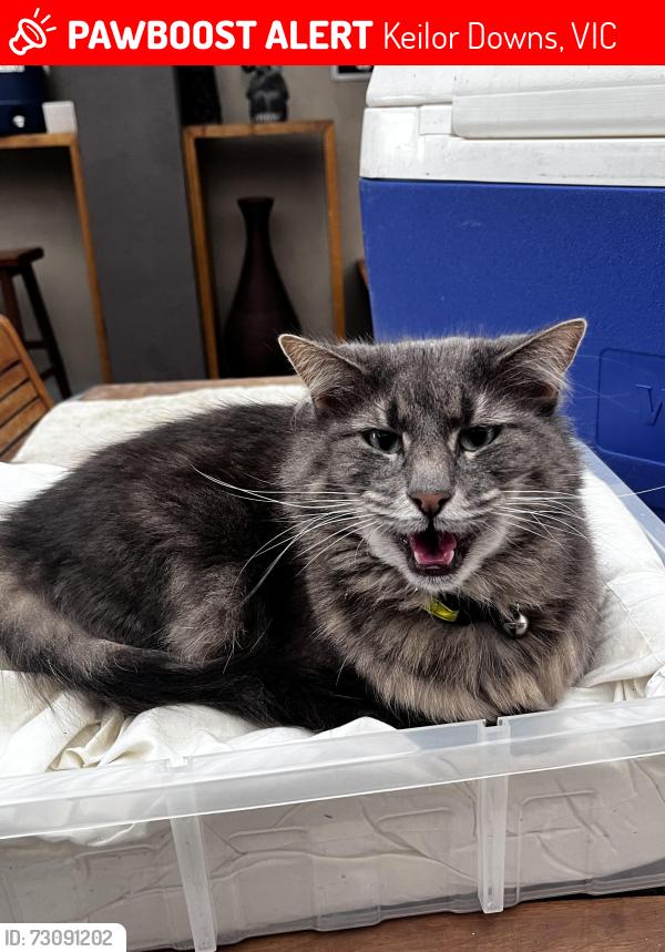 Lost Female Cat last seen Hotchkiss way Keilor downs, Keilor Downs, VIC 3038