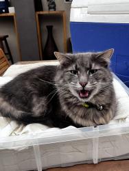 Lost Female Cat last seen Hotchkiss way Keilor downs, Keilor Downs, VIC 3038