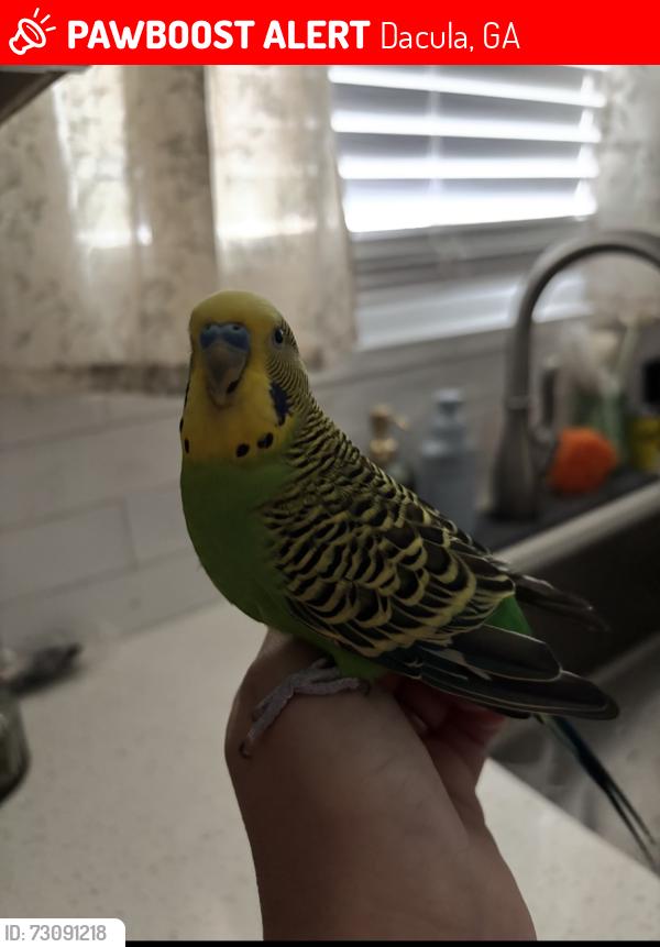 Lost Male Bird last seen Near Leigh’s Brook Way Dacula, GA 30019, Dacula, GA 30019