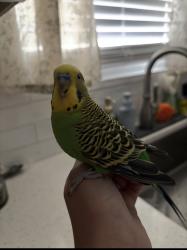 Lost Male Bird last seen Near Leigh’s Brook Way Dacula, GA 30019, Dacula, GA 30019