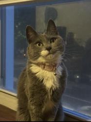 Reunited Female Cat last seen w belle plane ave / north ashland. , Chicago, IL 60613