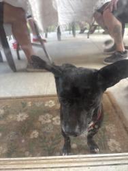 Found/Stray Male Dog last seen Bristol Park, Rock Hill, SC 29732