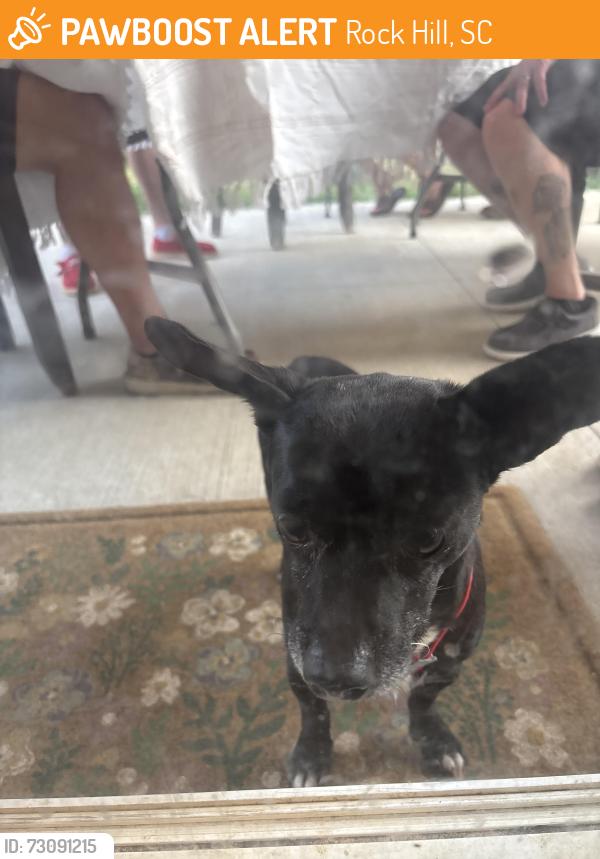 Found/Stray Male Dog last seen Bristol Park, Rock Hill, SC 29732