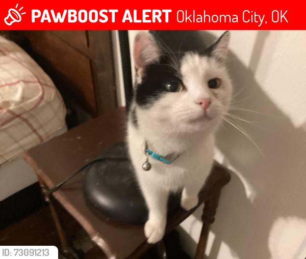 Lost Female Cat last seen Willow Creek ests/Ole Windmill ests, Oklahoma City, OK 73162