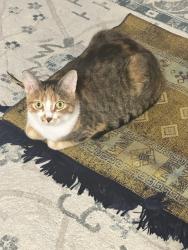 Lost Female Cat last seen Chad place Guelph, Guelph, ON 