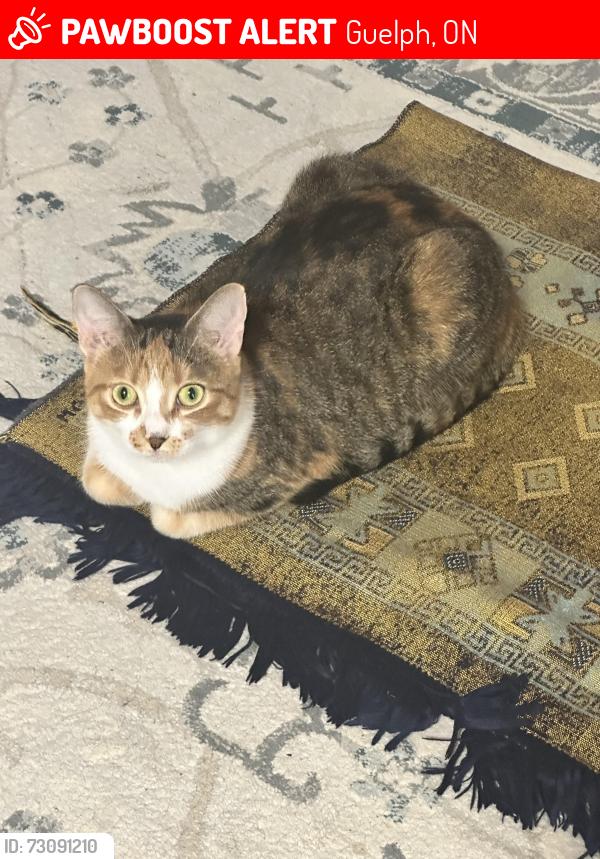 Lost Female Cat last seen Chad place Guelph, Guelph, ON 