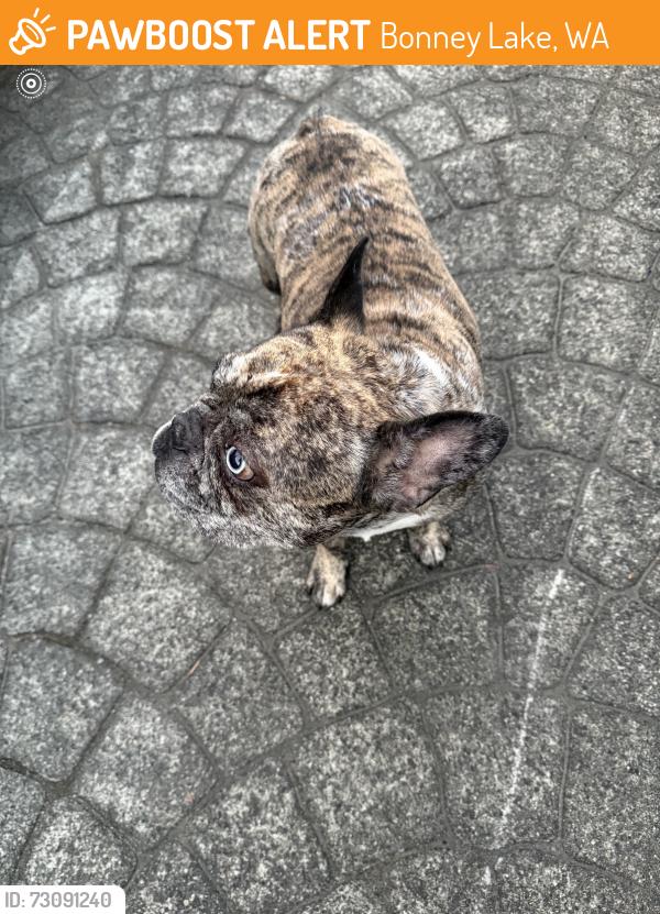 Found/Stray Male Dog last seen Near Lakeridge Dr E, Bonney Lake, WA 98391