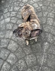 Found/Stray Male Dog last seen Near Lakeridge Dr E, Bonney Lake, WA 98391