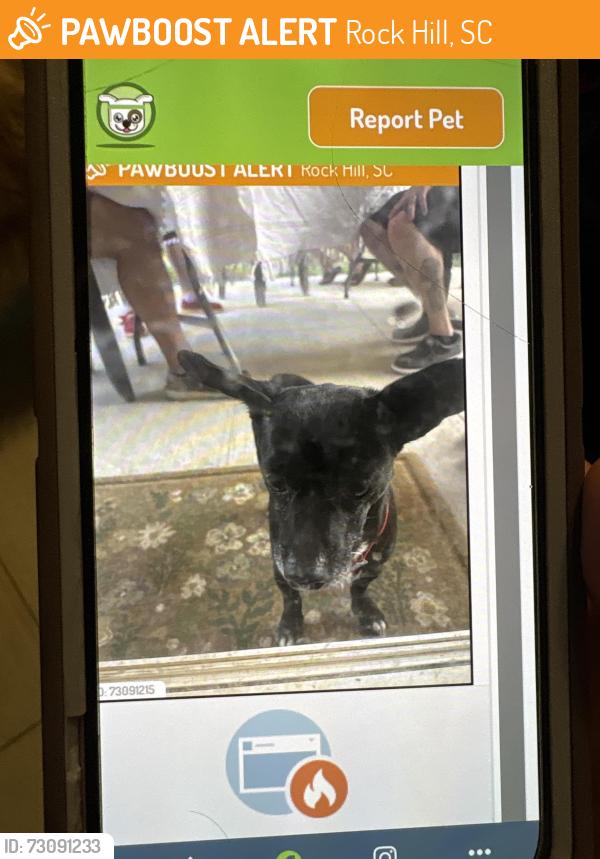 Found/Stray Male Dog last seen Keaton /Hardy, Rock Hill, SC 29732