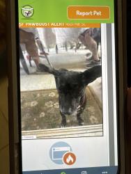 Found/Stray Male Dog last seen Keaton /Hardy, Rock Hill, SC 29732