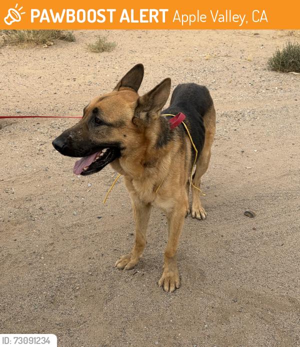 Found/Stray Male Dog last seen Thunderbird and Central, Apple Valley, CA, Apple Valley, CA 92307