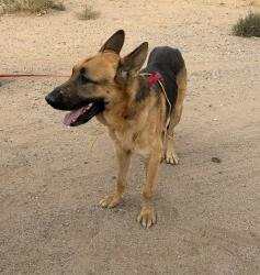 Found/Stray Male Dog last seen Thunderbird and Central, Apple Valley, CA, Apple Valley, CA 92307