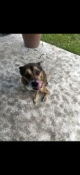 Found/Stray Female Dog last seen By the street, Decker Prairie, TX 77354