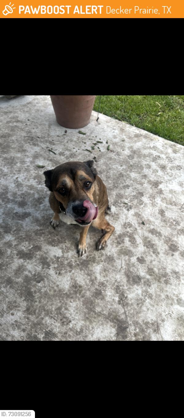 Found/Stray Female Dog last seen By the street, Decker Prairie, TX 77354