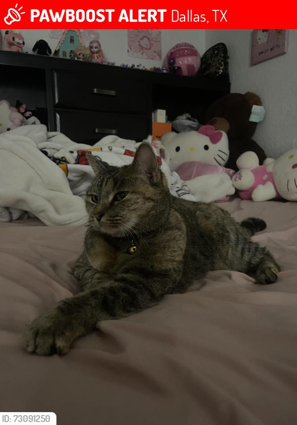 Lost Female Cat last seen Pleasant, Buckner, Dallas, TX 75217