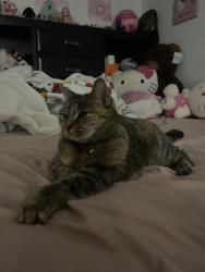 Lost Female Cat last seen Pleasant, Buckner, Dallas, TX 75217