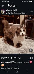 Lost Female Cat last seen West Shore Road, Warwick, RI 02889
