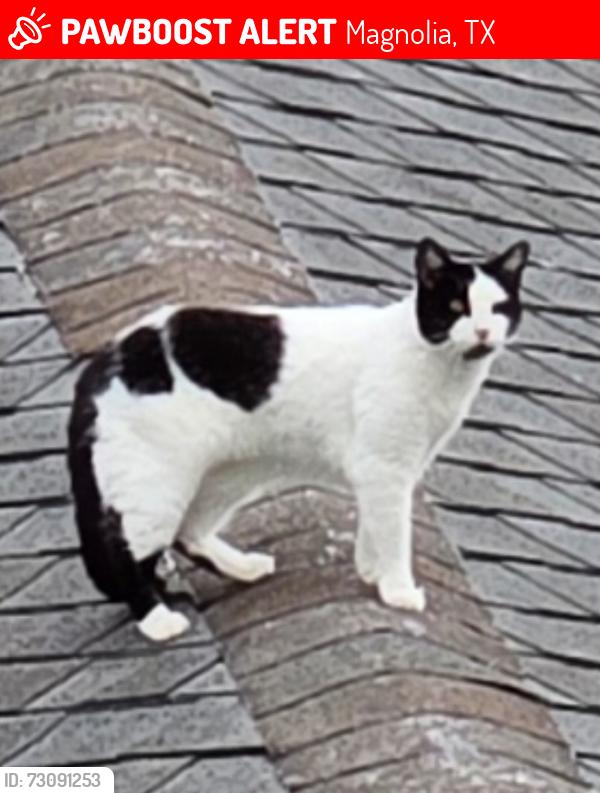 Lost Female Cat last seen Hardin store rd, Magnolia, TX 77354