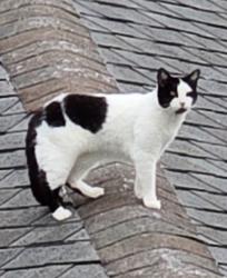 Lost Female Cat last seen Hardin store rd, Magnolia, TX 77354